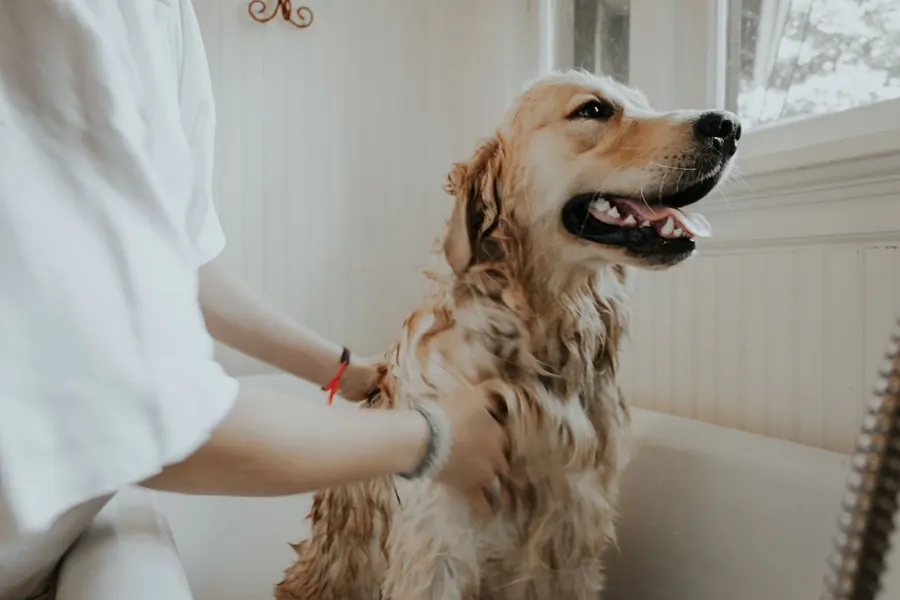Dermatite atópica em cães: sintomas, diagnóstico e tratamento